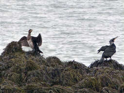 Image of Black Shag