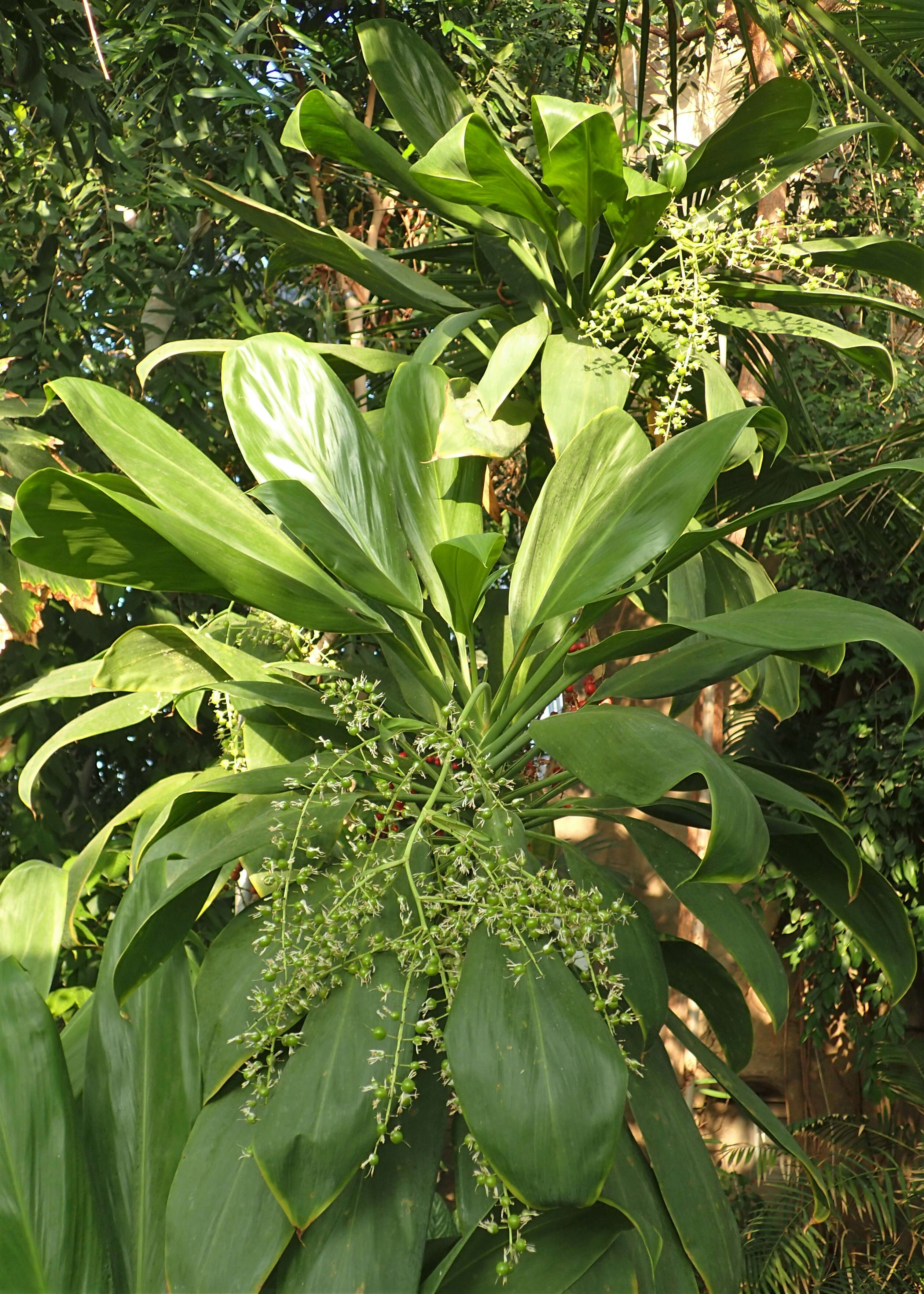 Image of Cordyline manners-suttoniae F. Muell.