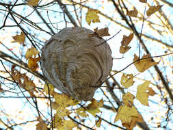 Image of Bald-faced Hornet