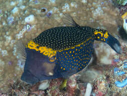 Image of Spotted boxfish