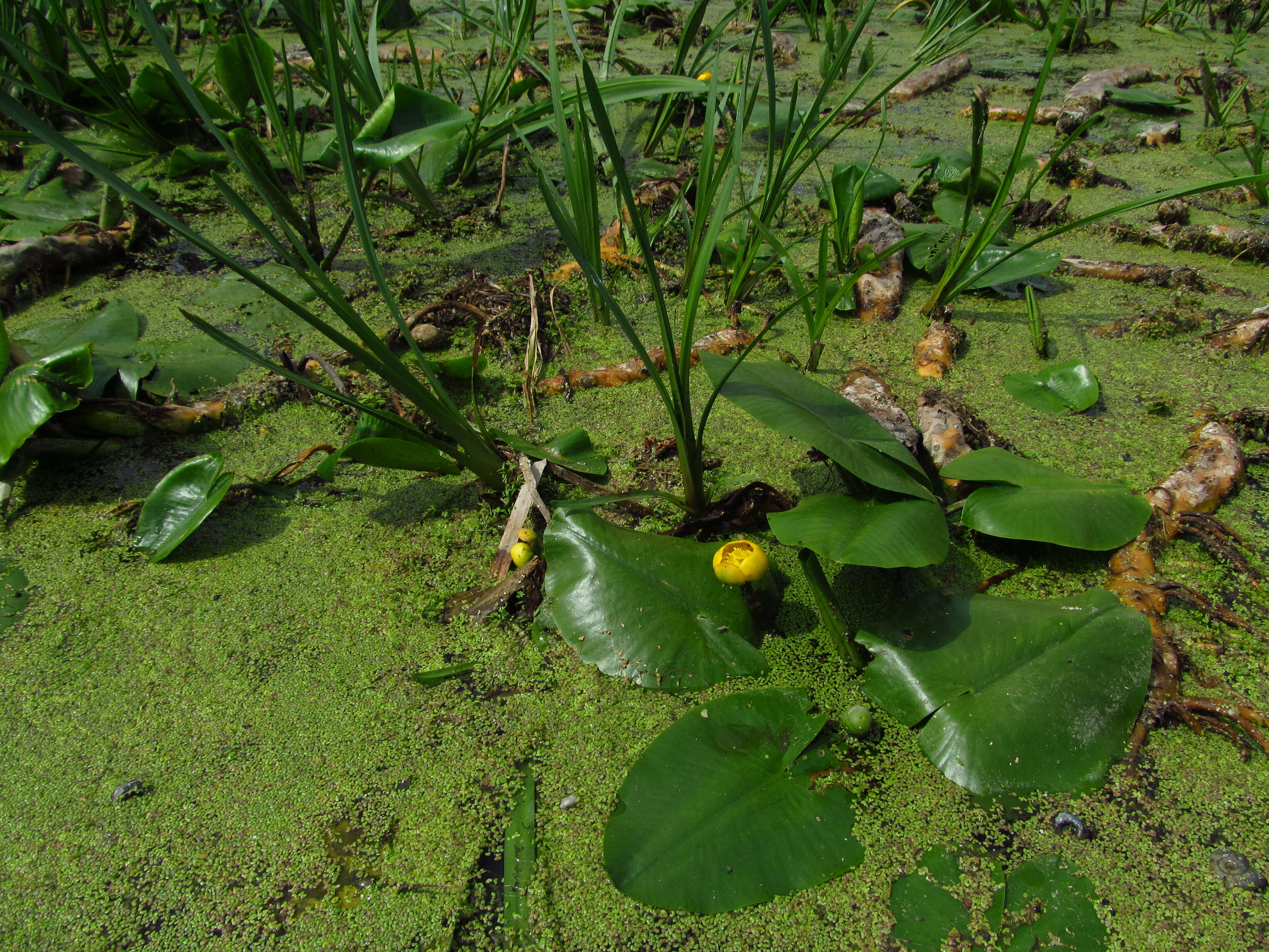 Image of Yellow Water-lily