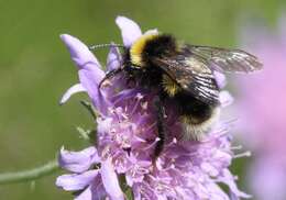 Image of Ashton's Cuckoo Bumblebee