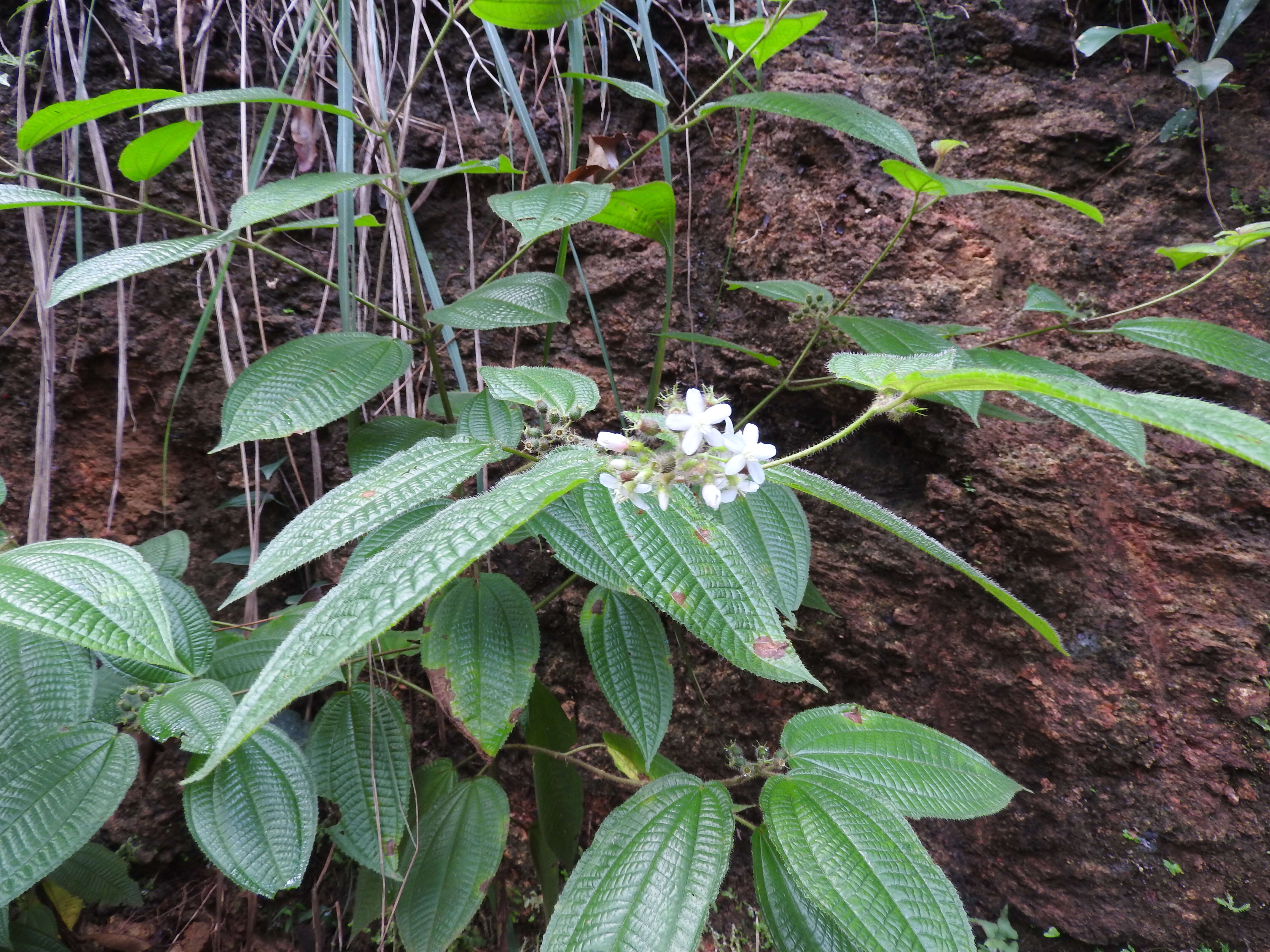 Image of soapbush