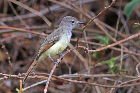 Image of Great Crested Flycatcher