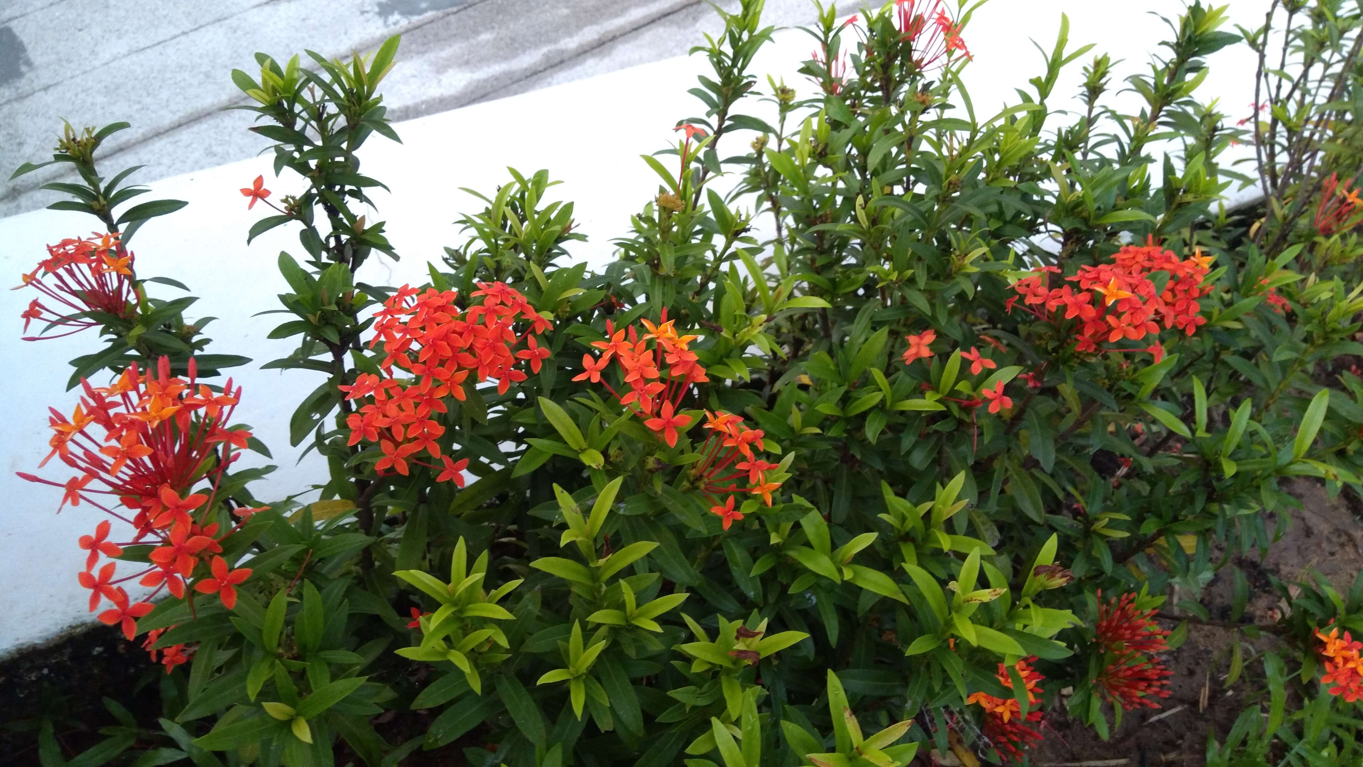 Image of ixora