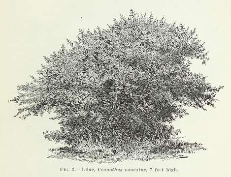 Image of buckbrush