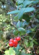 Image of pink honeysuckle