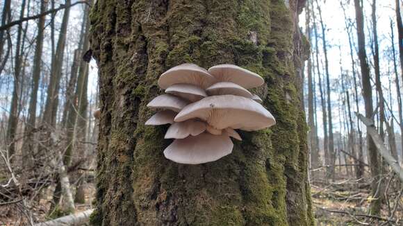 Image of Pleurotus ostreatus (Jacq.) P. Kumm. 1871