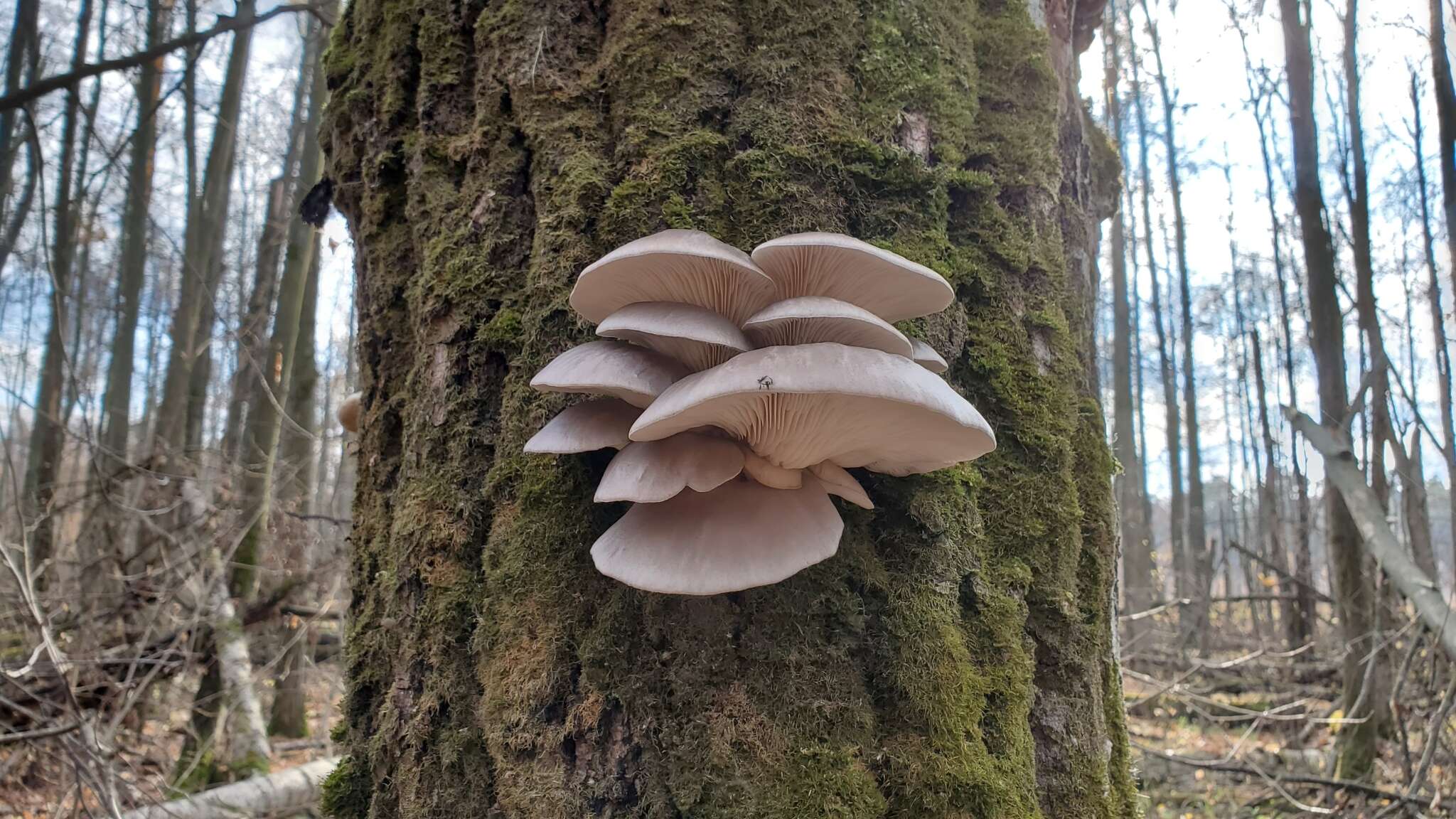 Image of Pleurotus ostreatus (Jacq.) P. Kumm. 1871