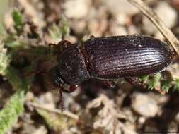 Image of Tenebrio Linnaeus 1758