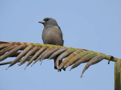 Image of Ashy Wood Swallow