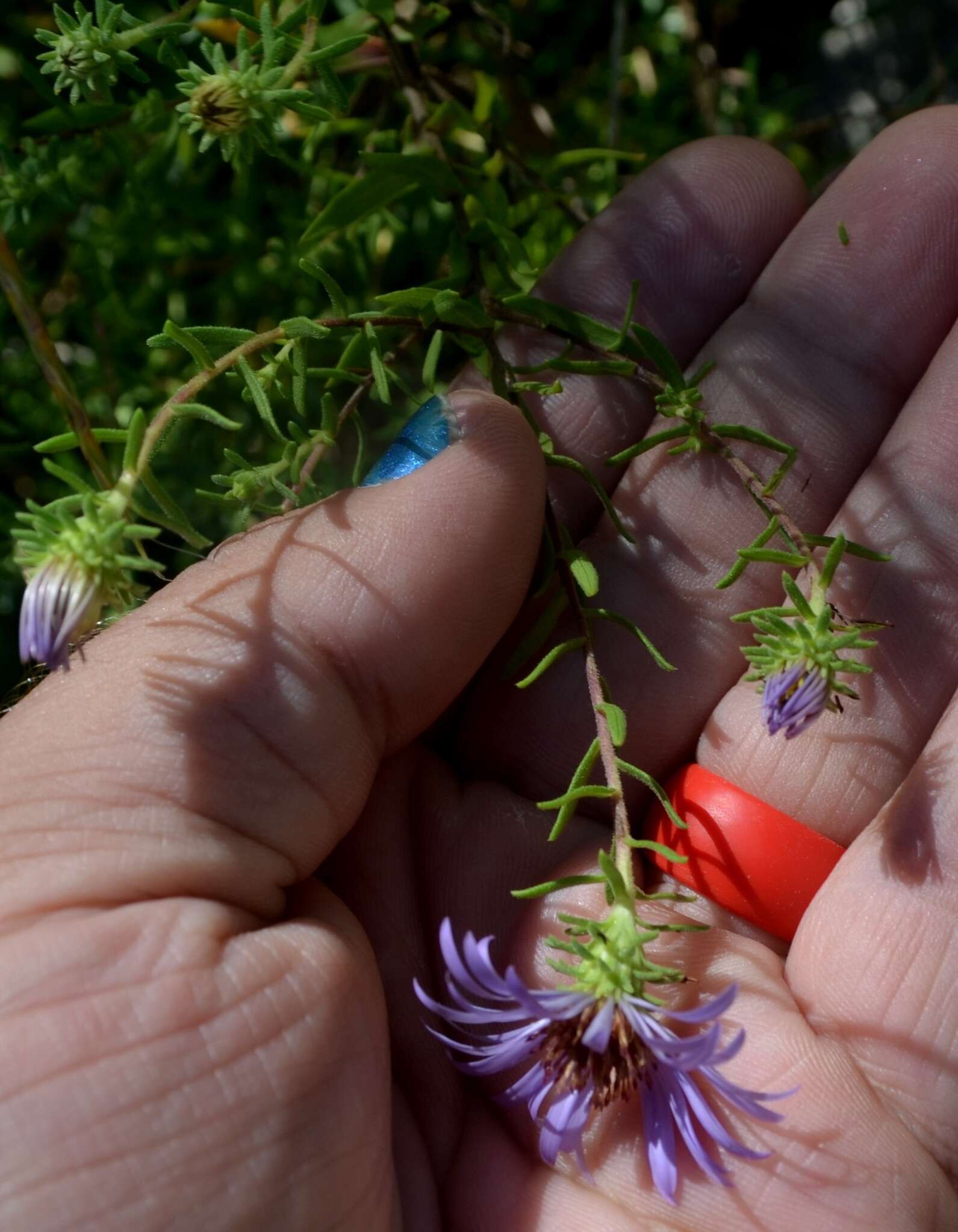 Image of aromatic aster