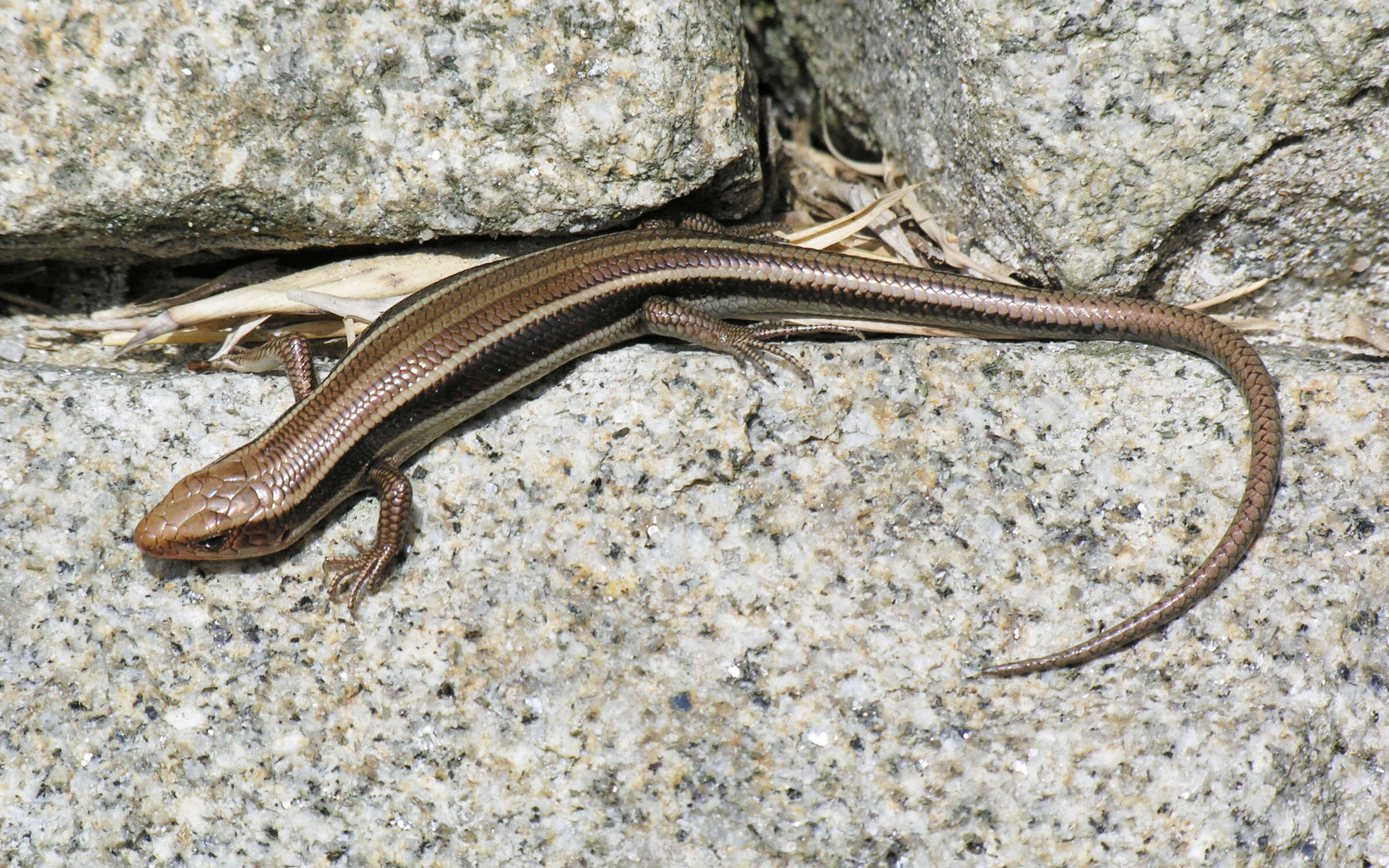 Image of Plestiodon japonicus (Peters 1864)