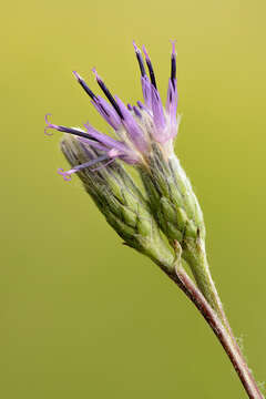 Image of Saussurea alpina (L.) DC.