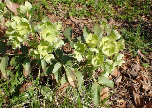 Image of Corsican hellebore