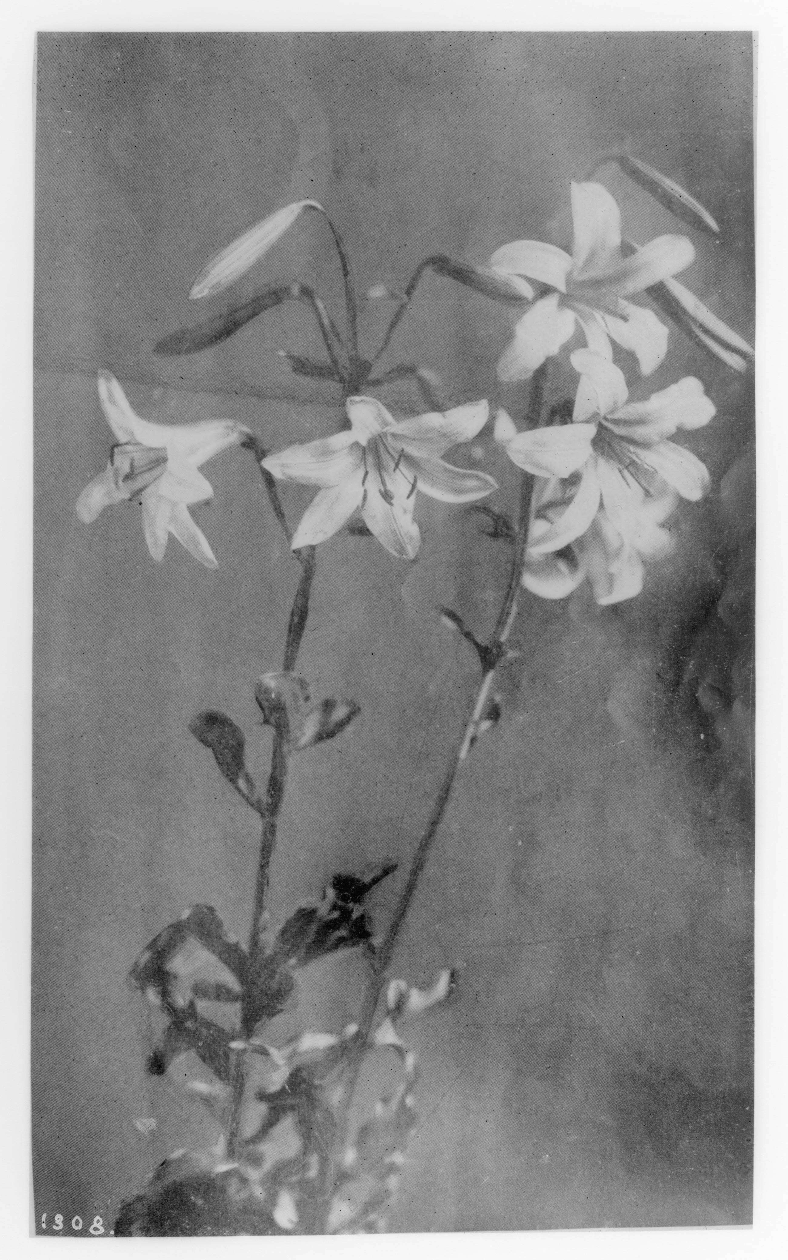 Image of Washington lily