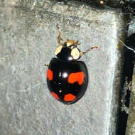 Image of Harmonia axyridis (Pallas 1773)