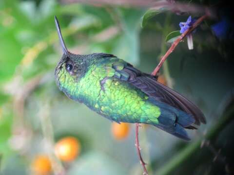 Image of Red-billed Emerald