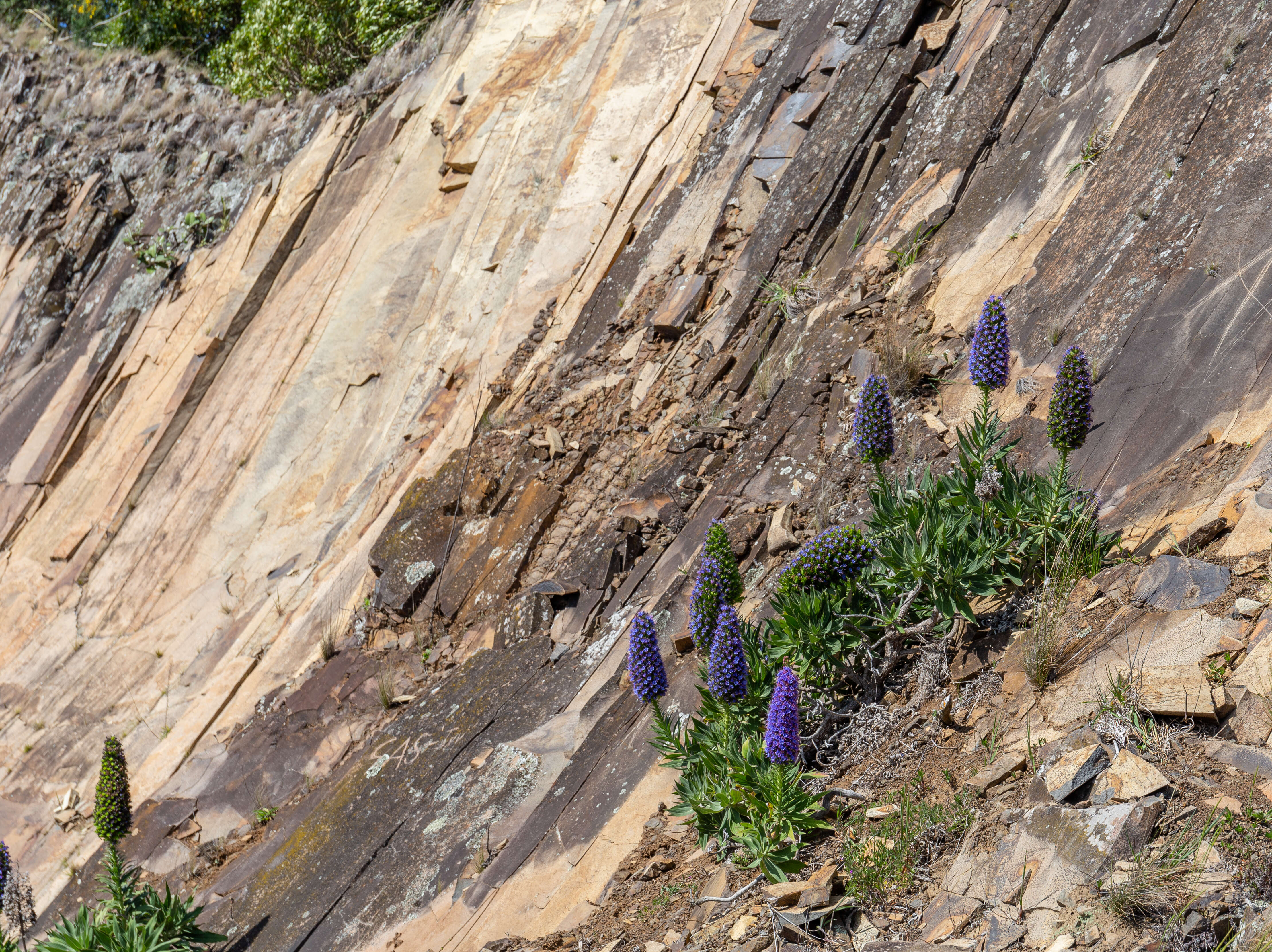 Imagem de Echium candicans L. fil.