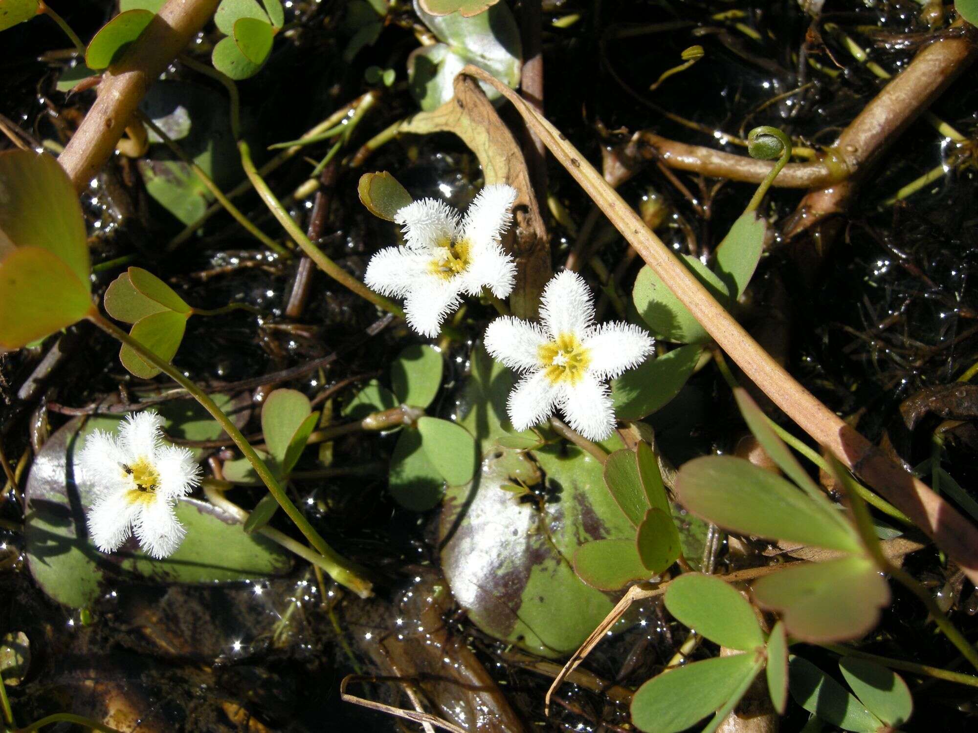 Image of Water-snowflake