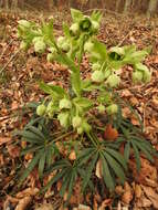 Image of Stinking Hellebore