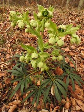 Image of Stinking Hellebore