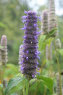 Imagem de Agastache foeniculum (Pursh) Kuntze