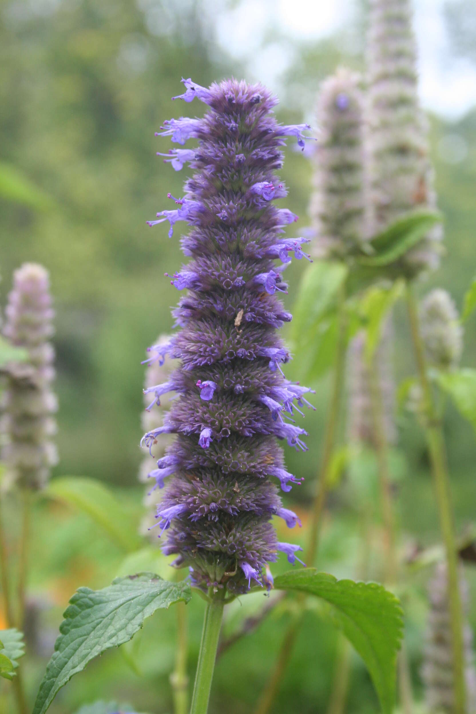 Imagem de Agastache foeniculum (Pursh) Kuntze