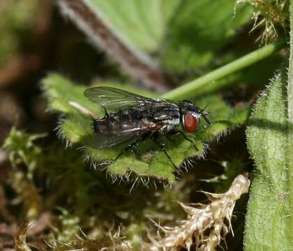 Image of Miltogramminae