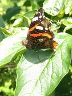 Image of Red Admiral