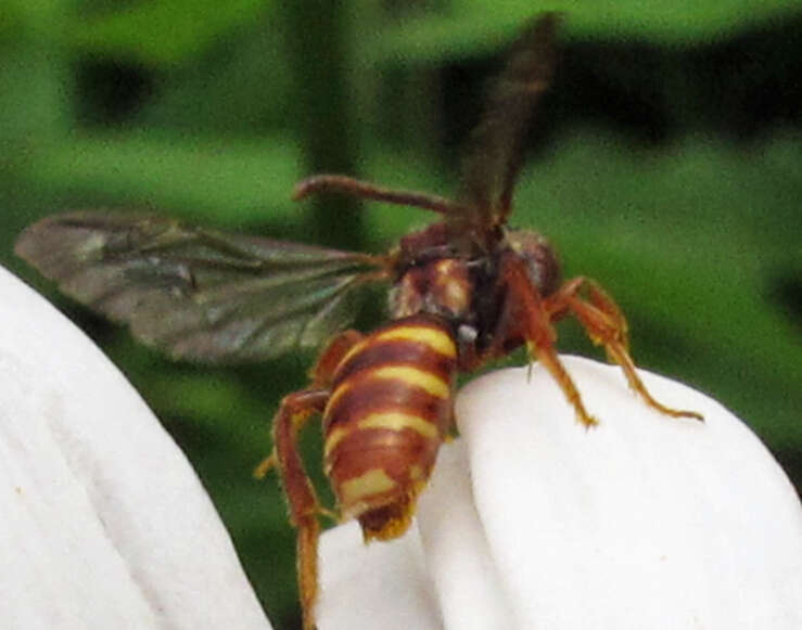 Image of Nomada bethunei Cockerell 1903