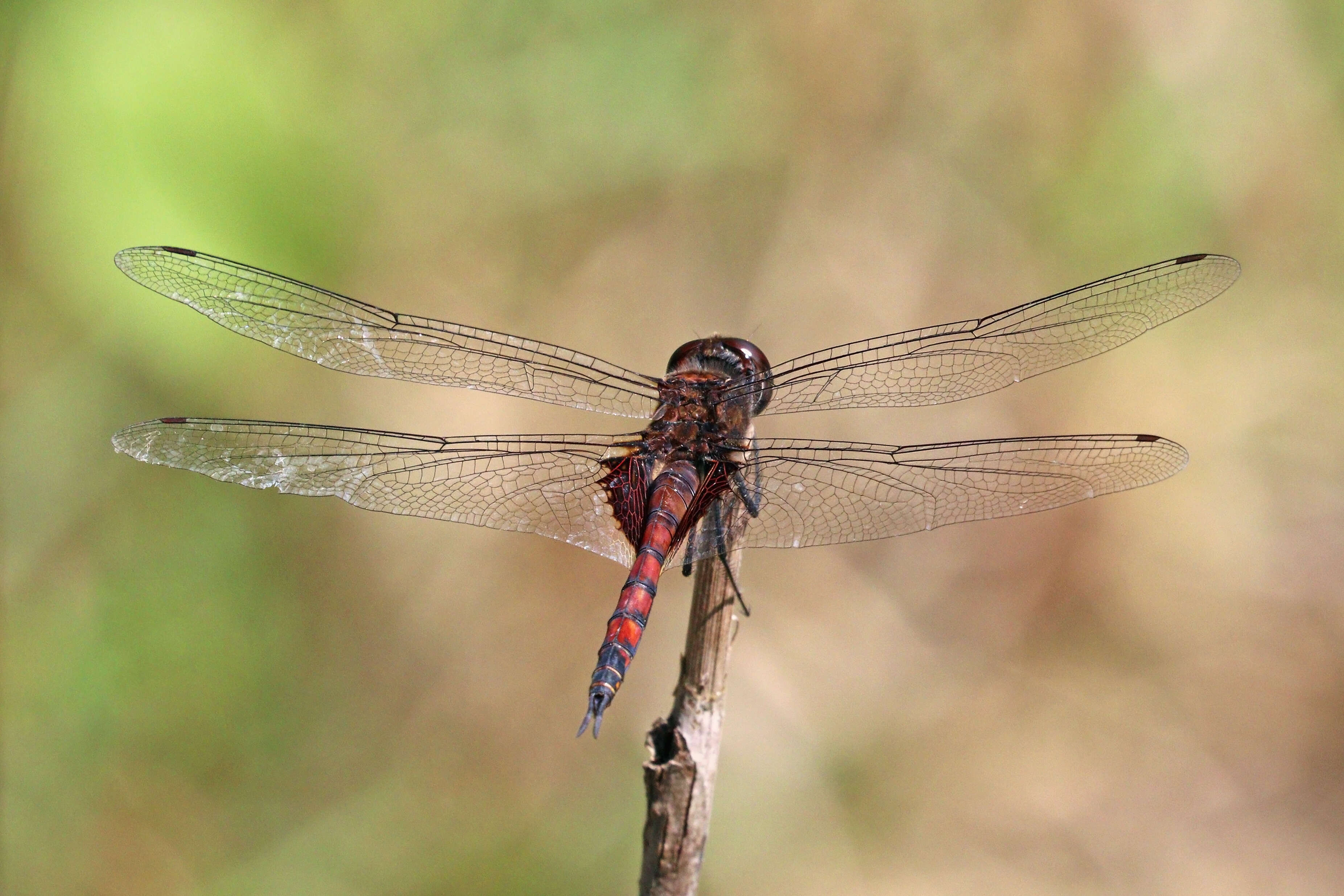 Tramea limbata (Desjardins 1835) resmi