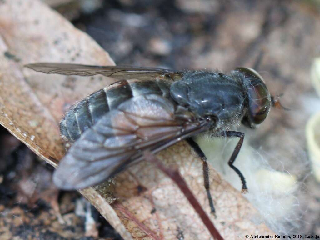 صورة Hybomitra bimaculata (Macquart 1826)