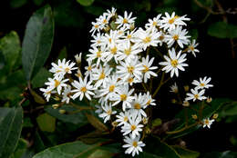 Olearia resmi