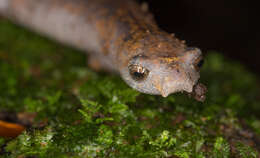 Image of La Loma Salamander