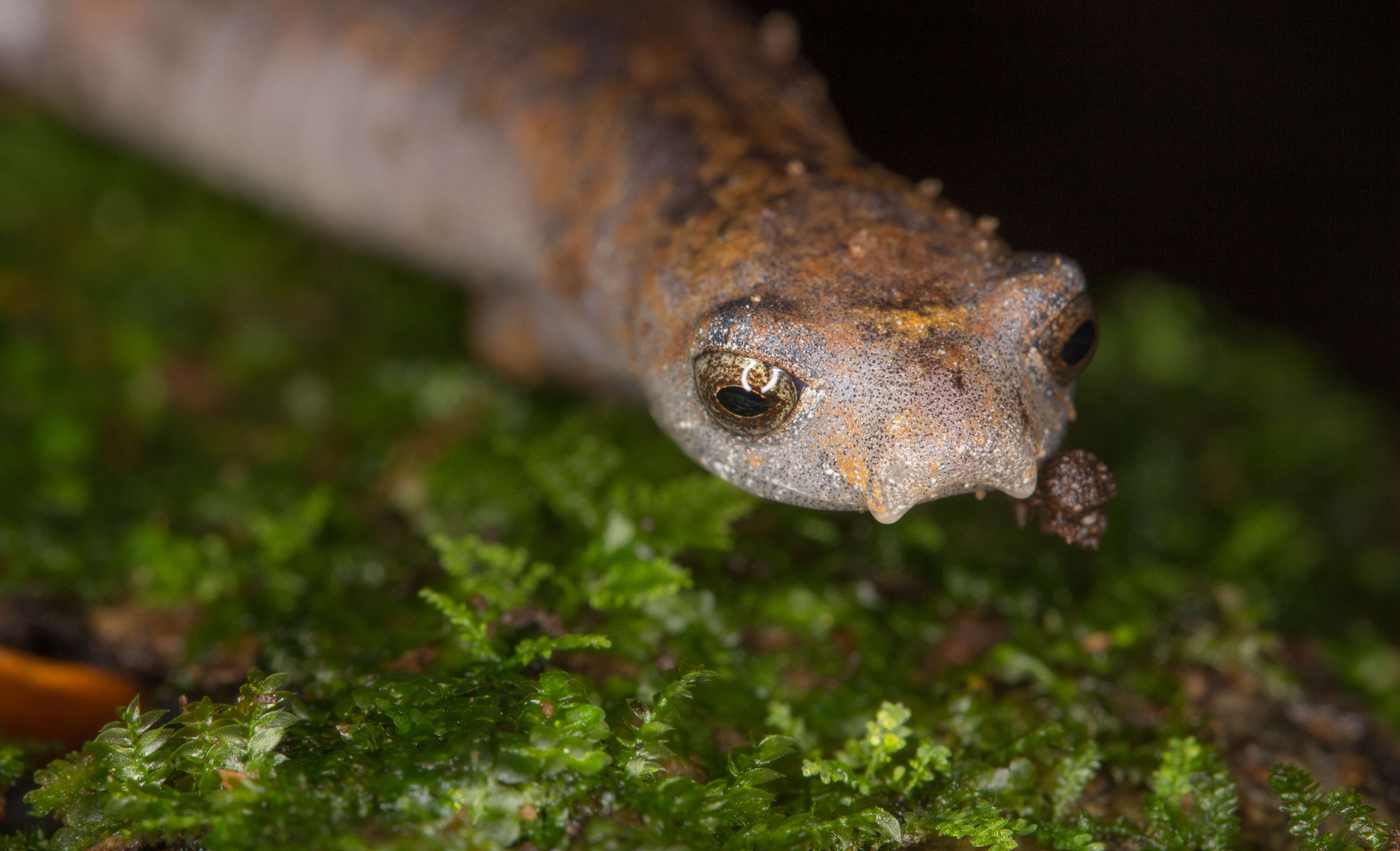 Image of La Loma Salamander
