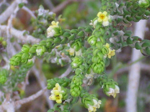 Image of Thymelaea hirsuta (L.) Endl.