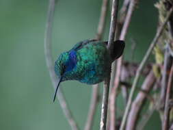 Image of Lesser Violetear