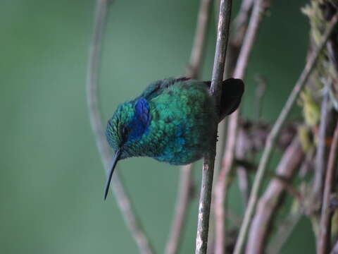 Image of Lesser Violetear