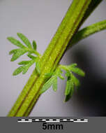 Image of sweet sagewort