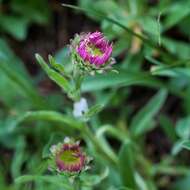 Image of glossy scabious