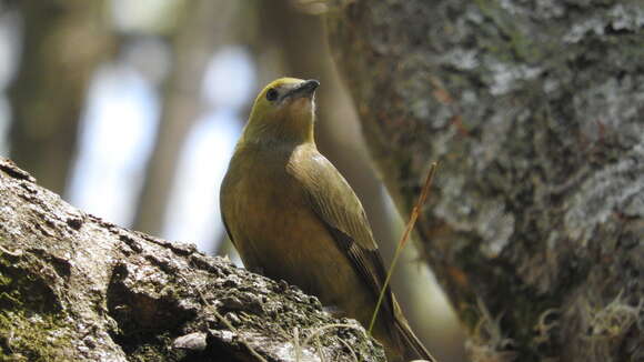 صورة Thraupis palmarum (Wied-Neuwied 1821)