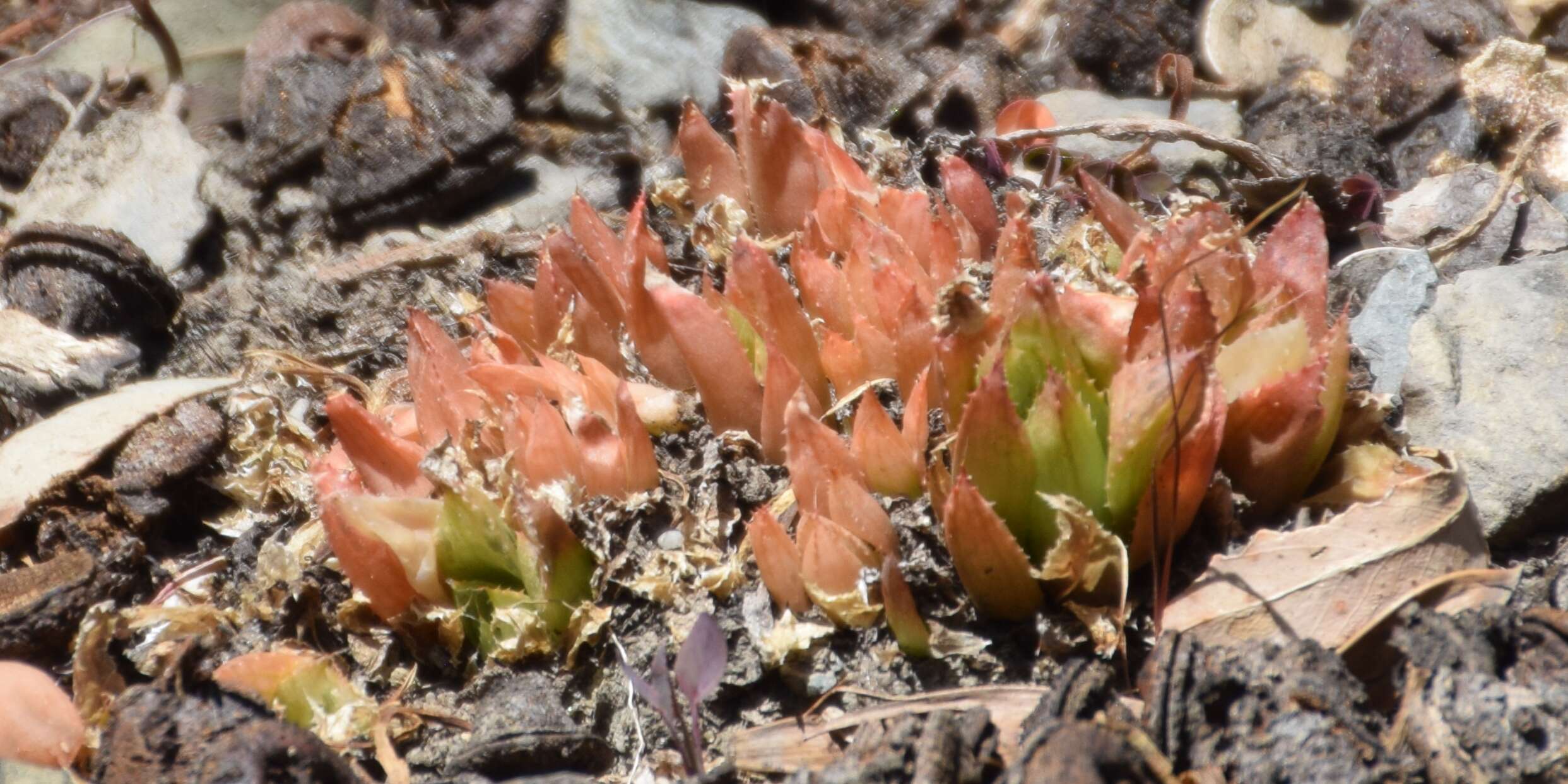 Слика од Haworthia turgida Haw.