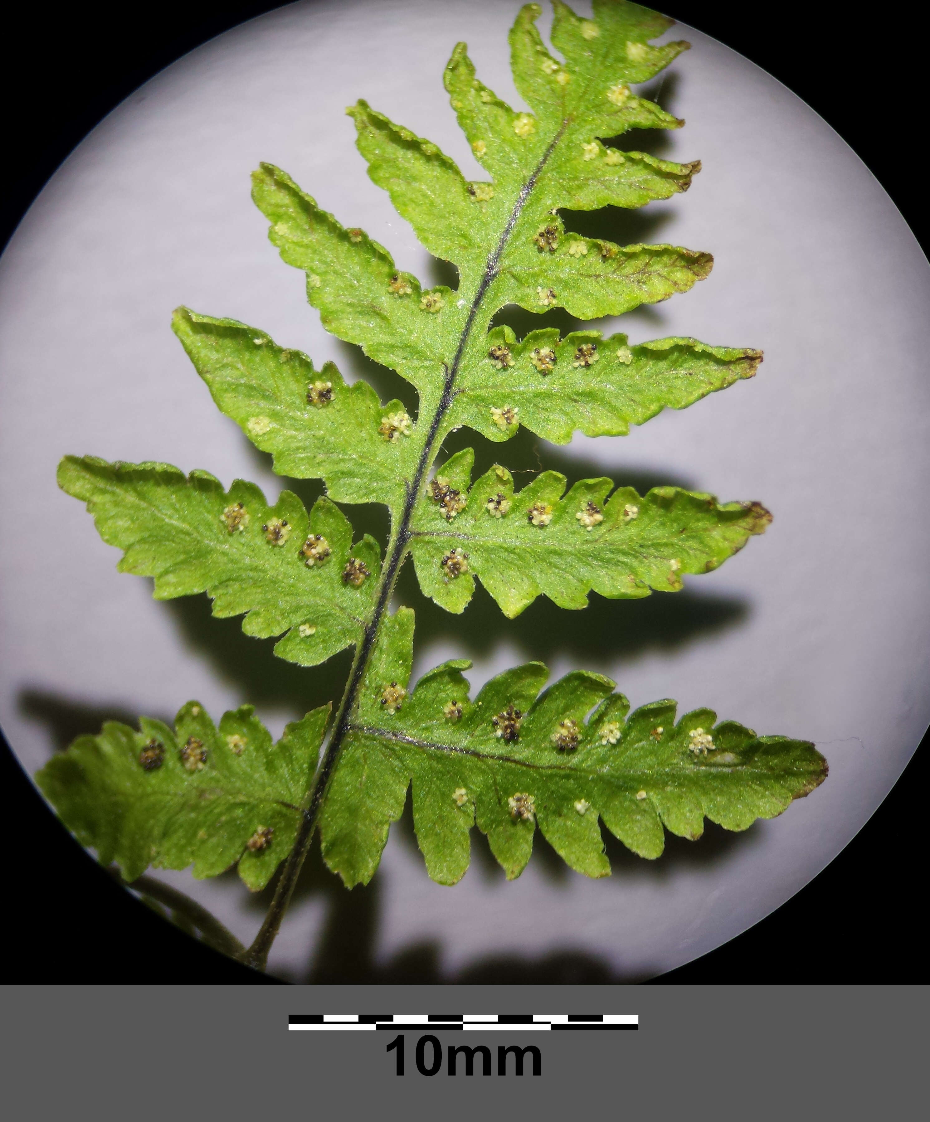 Image of scented oakfern