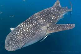 Image of whale sharks