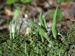 صورة Cladonia coniocraea (Flörke) Spreng.