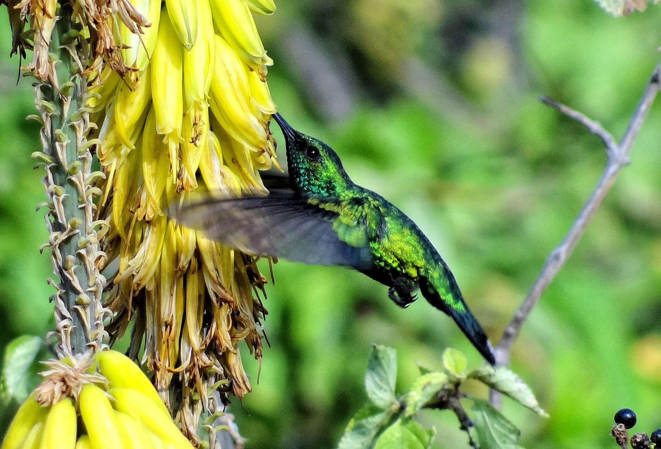 Chlorostilbon mellisugus (Linnaeus 1758) resmi