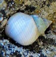 Image of Littoraria flava (P. P. King 1832)