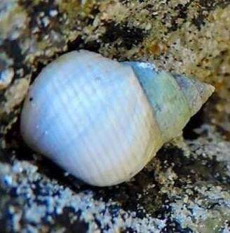 Image of Littoraria flava (P. P. King 1832)