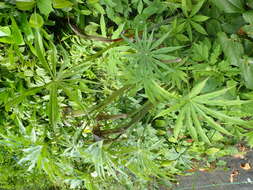 Image of Arisaema ciliatum H. Li